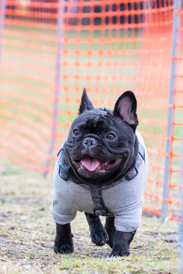 ソレイユ　ドックレース