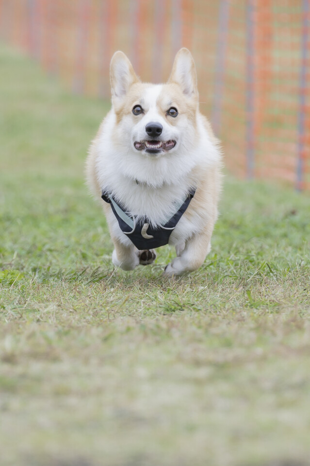 ソレイユ　ドックレース