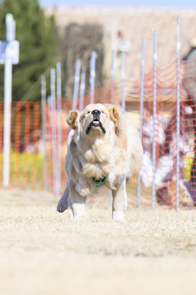 1/24ドックレース