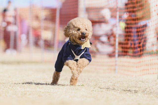 1/25ドックレース