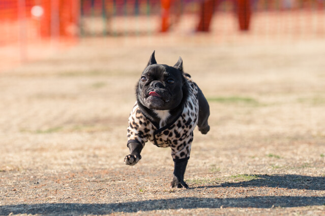 1/24ドックラン小型　13時～14時