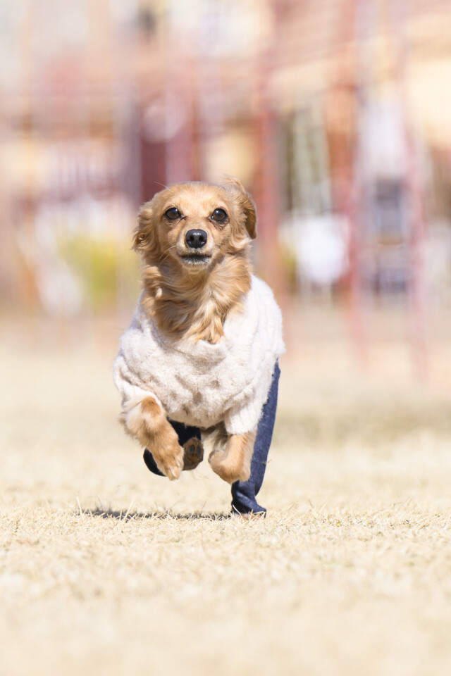 1/24ドックレース