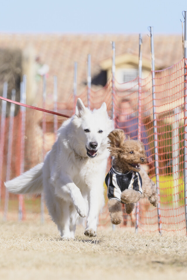 1/25ドックレース
