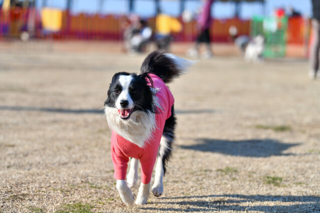 1/24ドックラン大型　14時～15時
