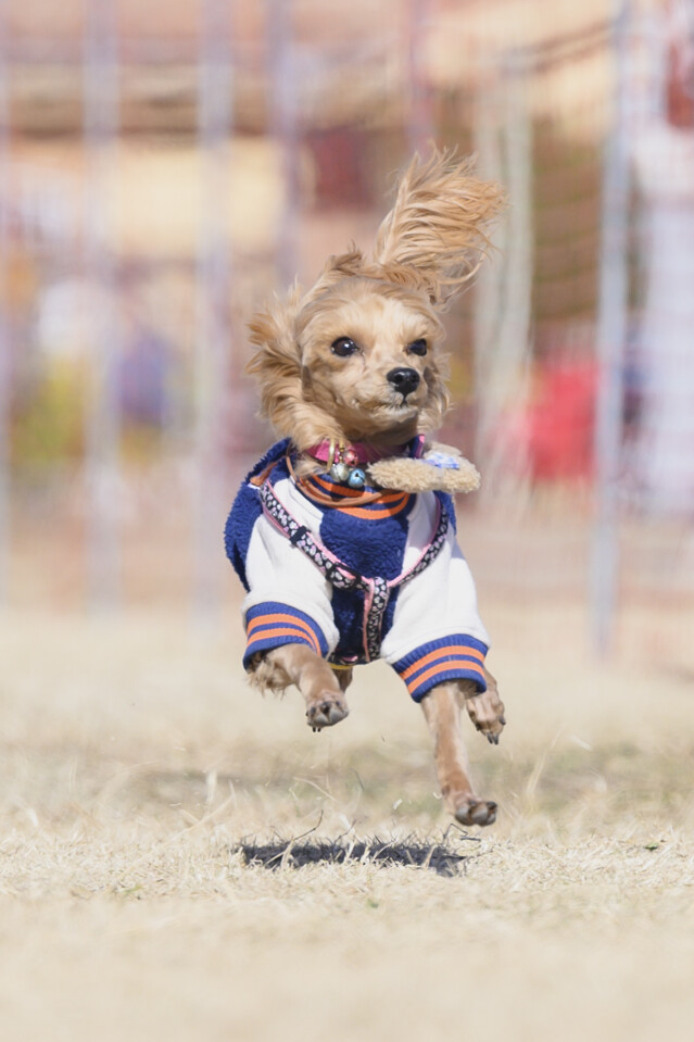 1/25ドックレース