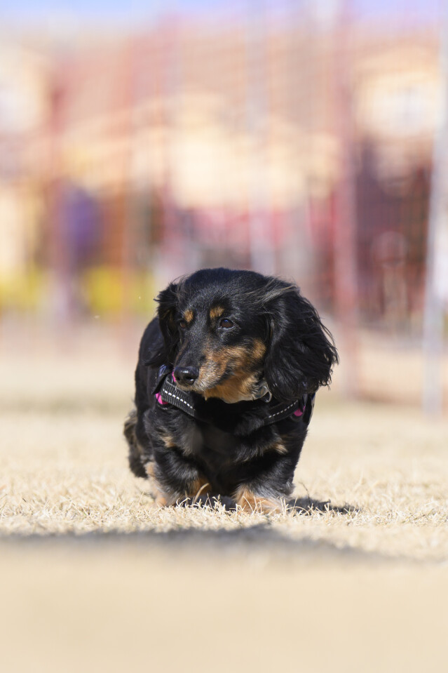 1/24ドックレース