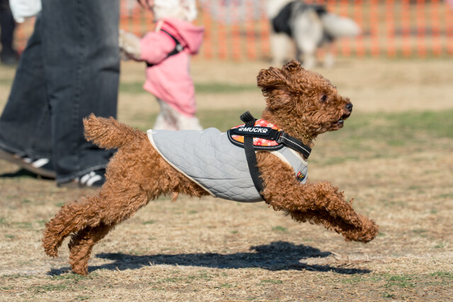 1/25ドックラン小型　14時～15時