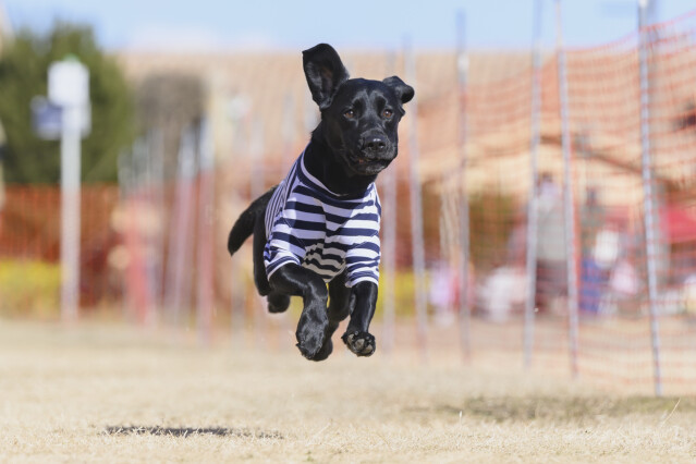 1/25ドックレース