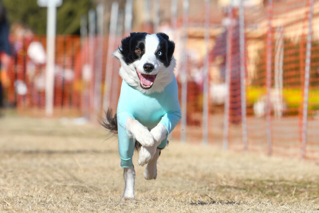 1/25ドックレース