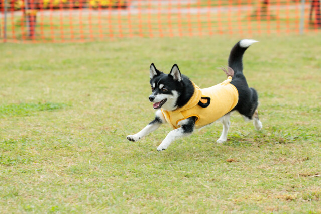 ソレイユ 小型・中型犬ドックラン　9時～10時