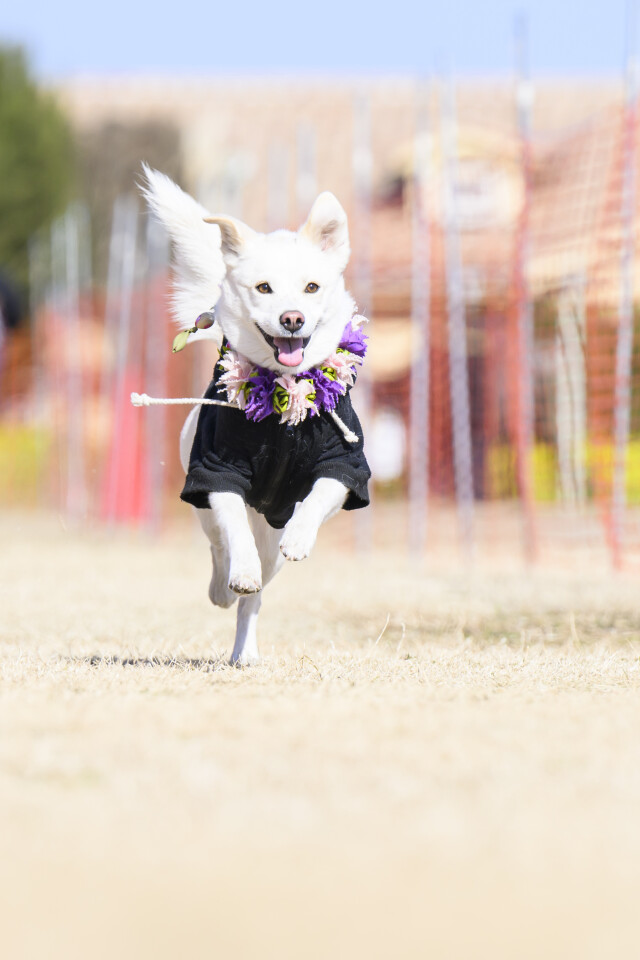 1/24ドックレース