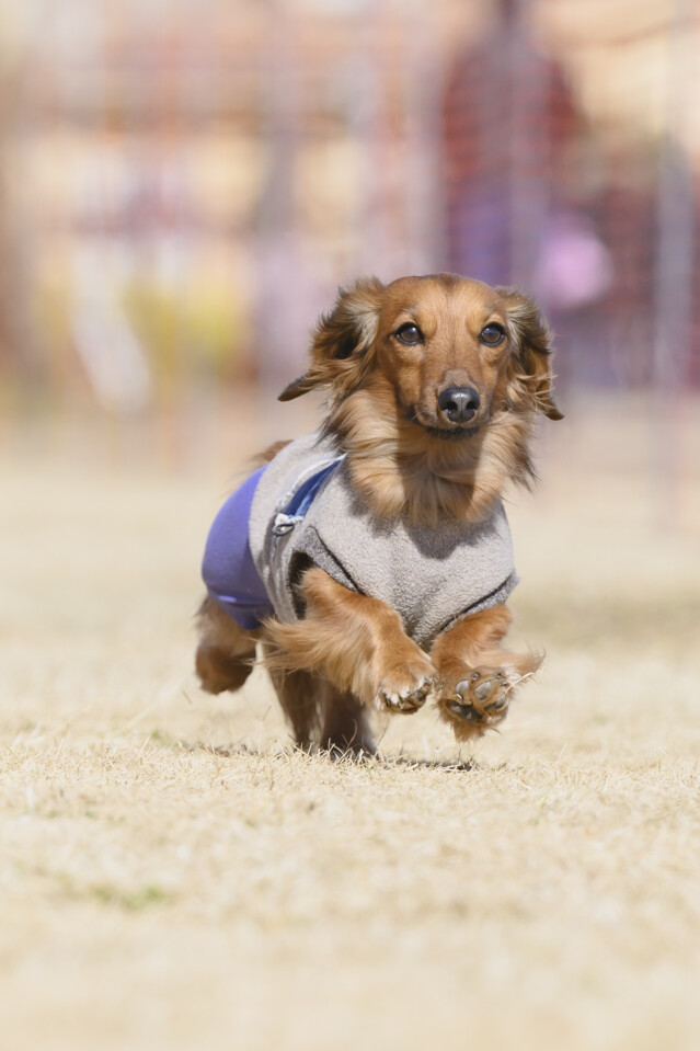 1/25ドックレース