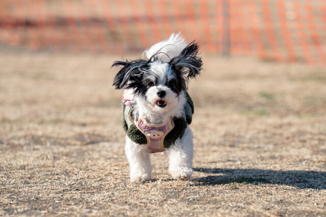 1/24ドックラン小型　10時～11時