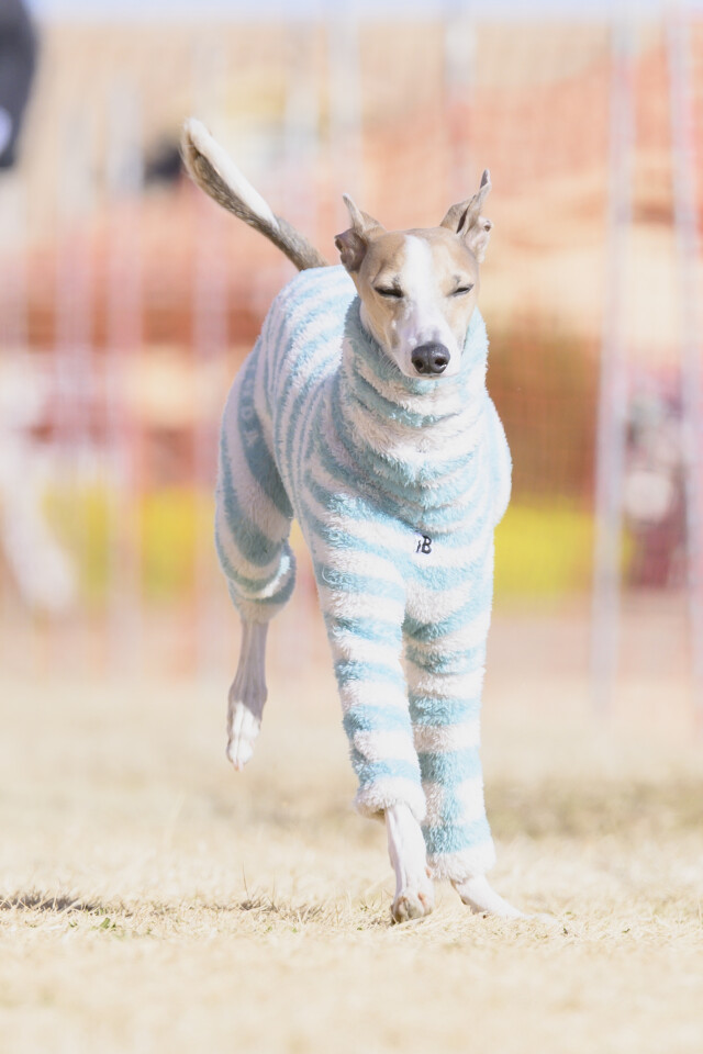 1/25ドックレース