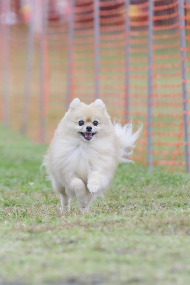 ソレイユ　ドックレース