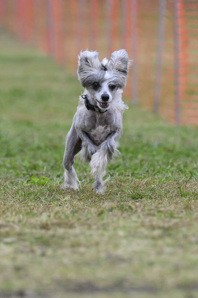 ソレイユ　ドックレース