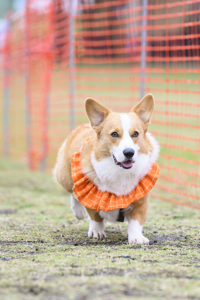 ソレイユ　ドックレース