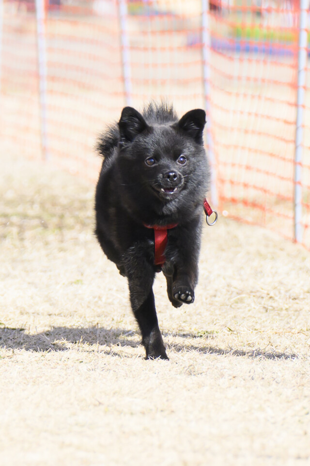 1/24ドックレース