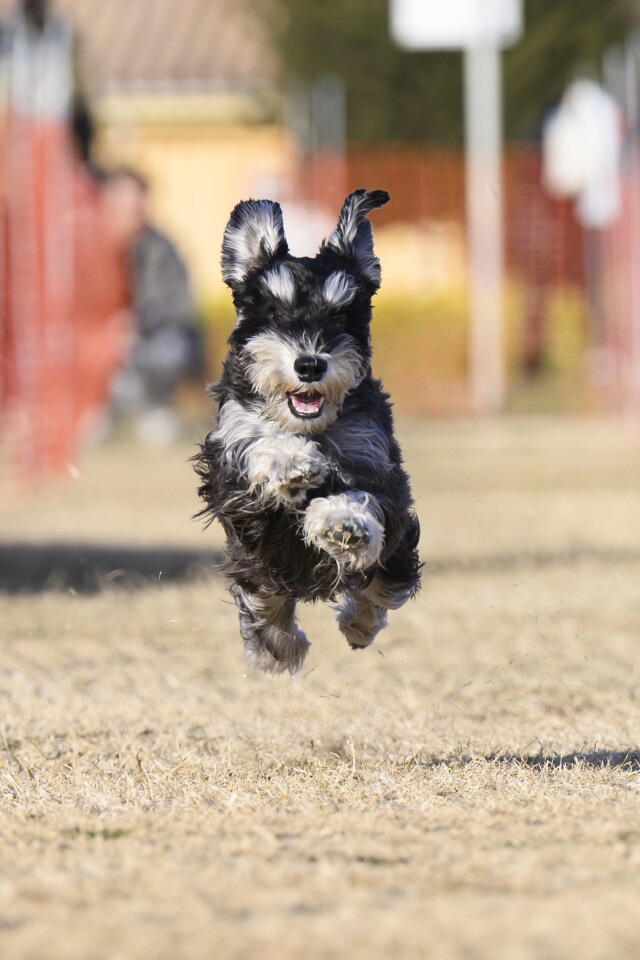 1/24ドックレース