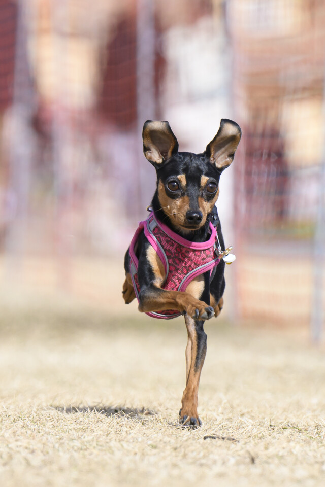 1/25ドックレース